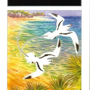 A Birdwatching Guide to Bermuda (Dobson, A. 2002)