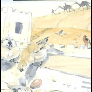 A Birdwatching Guide to Morocco – Combridge,P. 1997
