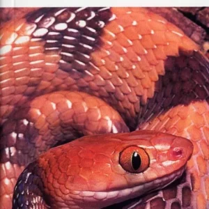 A Photographic Guide to Snakes and other Reptiles of Southern Africa – Bill Branch & Peacock 2002
