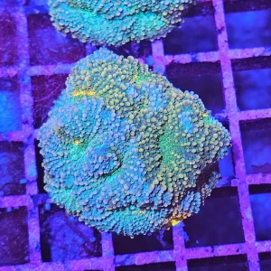 Acanthastrea echinata – Chalice Coral ”Pumpkin spice”