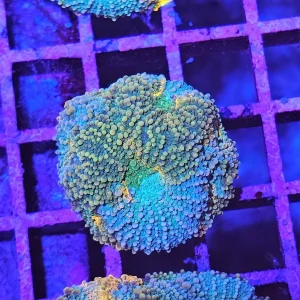 Acanthastrea echinata – Chalice Coral ”Pumpkin spice”