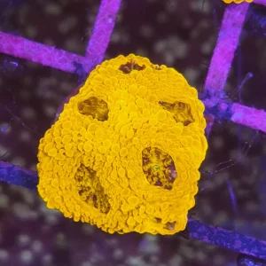Acanthastrea echinata ”Gold rush”