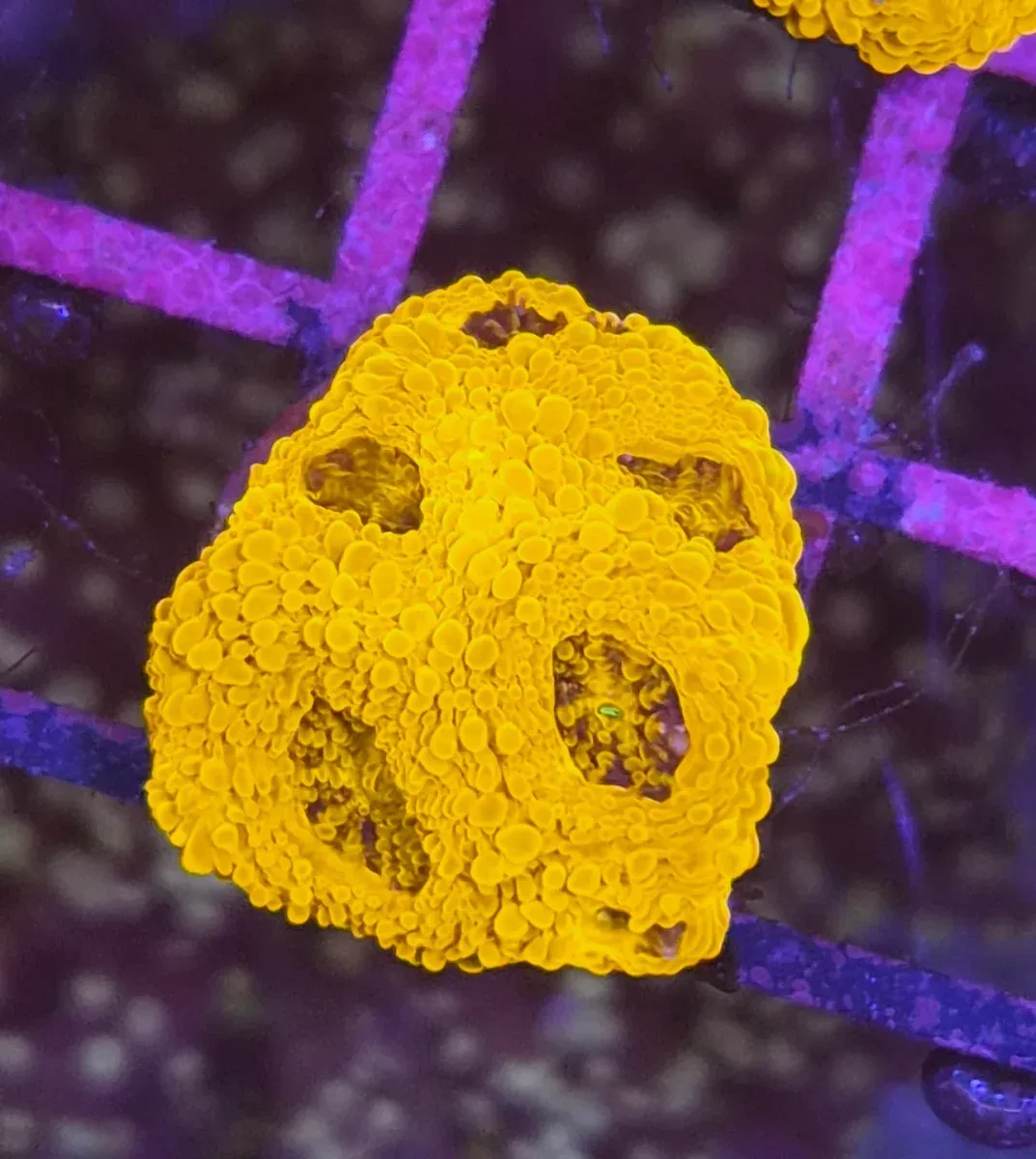 Acanthastrea echinata ”Gold rush”