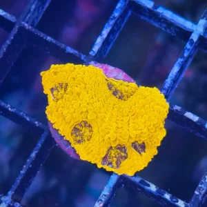Acanthastrea echinata ”Orange crush” ultra