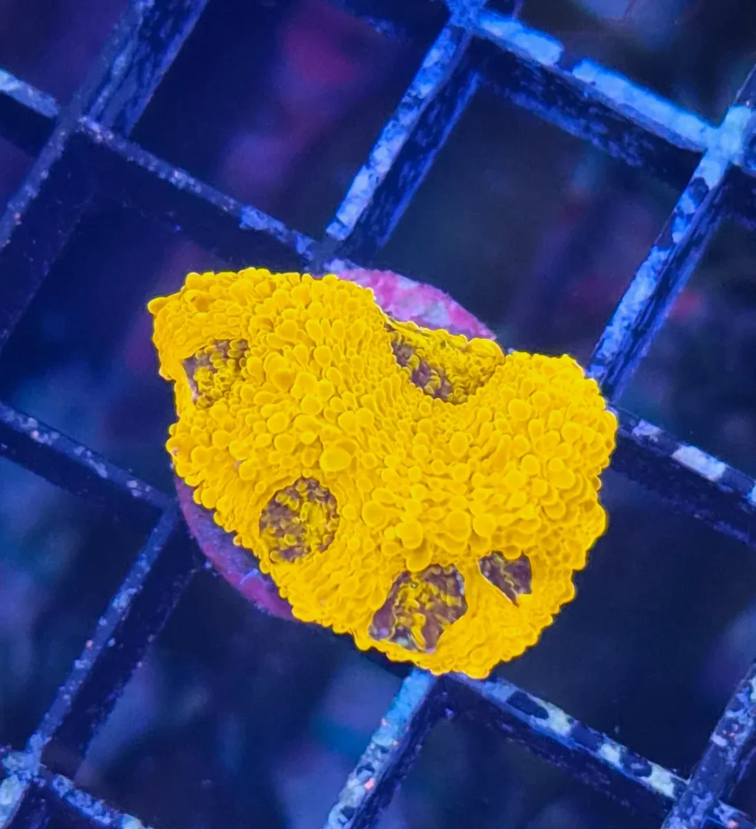 Acanthastrea echinata ”Orange crush” ultra