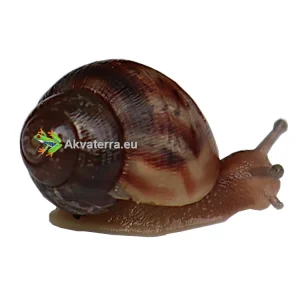 Achatina fulica – Jättiläiskotilo