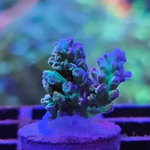 Acropora microclados ”Strawberry Shortcake” (Australia)