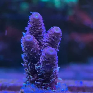 Acropora millepora pink