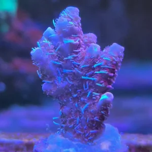 Acropora millepora pink
