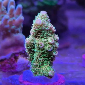 Acropora millepora Sunset Yellow