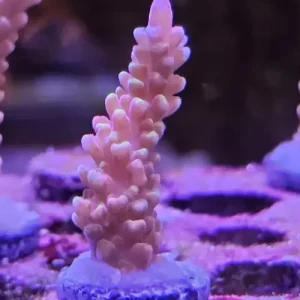 Acropora Paloheinä