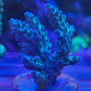 Acropora sp.