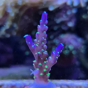 Acropora sp. ”Bali tricolor”