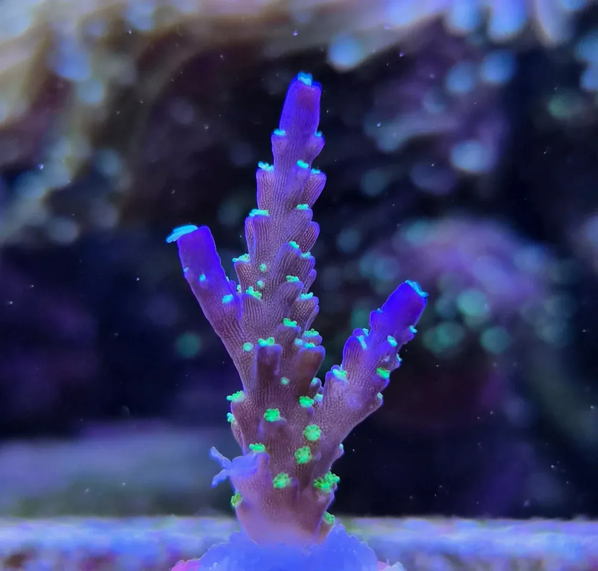 Acropora sp. ”Bali tricolor”