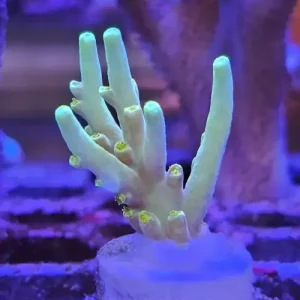Acropora suharsonoi ”Forssan kulta”