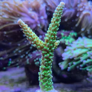 Acropora yongei ”Bali Green Slimer”
