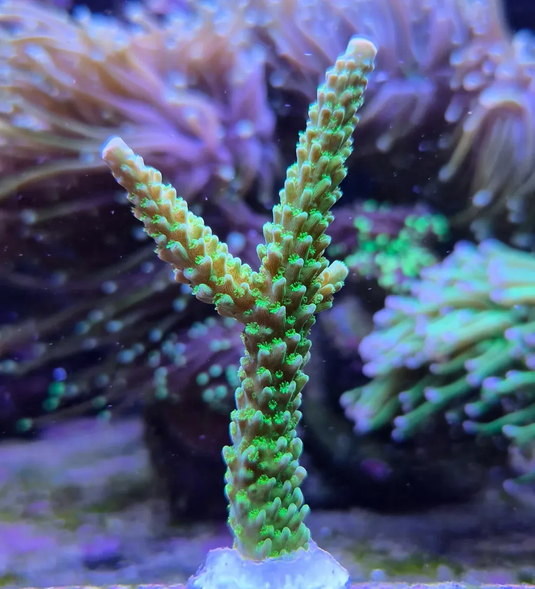 Acropora yongei ”Bali Green Slimer”