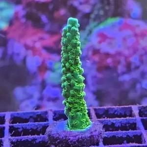 Acropora yongei ”Bali Green Slimer”