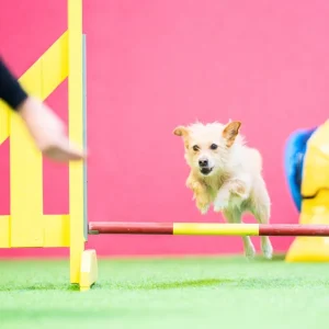 Agility jatkokurssi 1