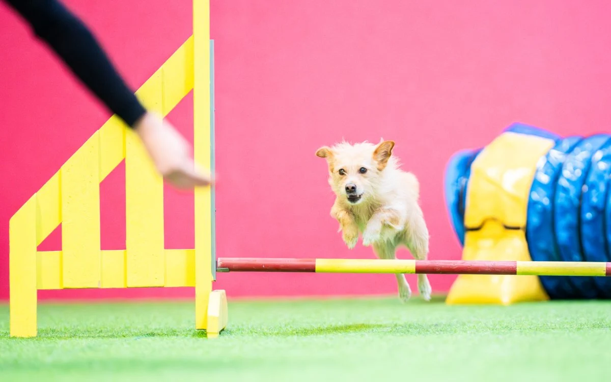 Agility jatkokurssi 1