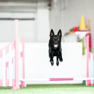 Agility jatkokurssi 2