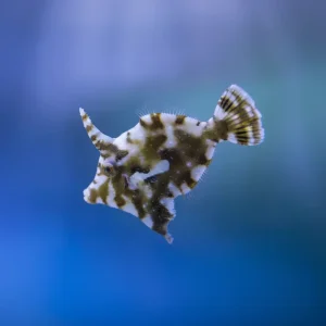 Aiptasia eating Filefish (Acreichthys tomentosus)
