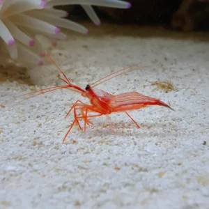 Aiptasia eating Peppermint Shrimp (Lysmata Wurdemanni) M-L