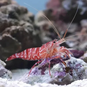 Aiptasia eating Striped Cleaner Shrimp (Lysmata Kuekenthali)