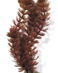 Akvaarion muovikasvi Ärviä (Foxtail) 30cm