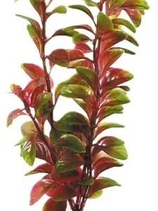 Akvaarion muovikasvi Rusolehti (Red Ludwigia) 30cm