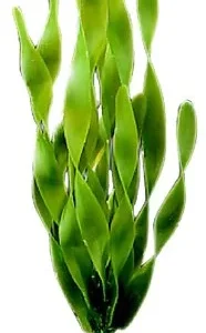 Akvaarion muovikasvi Viidakkovallisneria (Jungle Vallisneria) 38cm