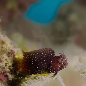 Algae Blenny – Jewel (Salarias ramosus)