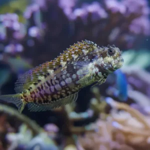 Algae Blenny (Salarias fasciatus)