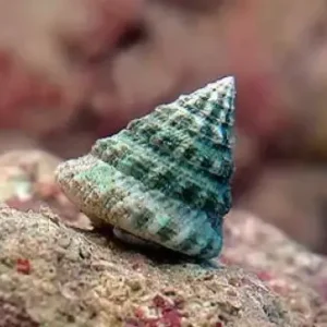 Algae-Grazing Top Snail (Tectus fenestratus)