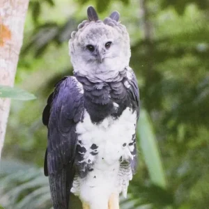 All the birds of Brazil – Souza, D. 2006