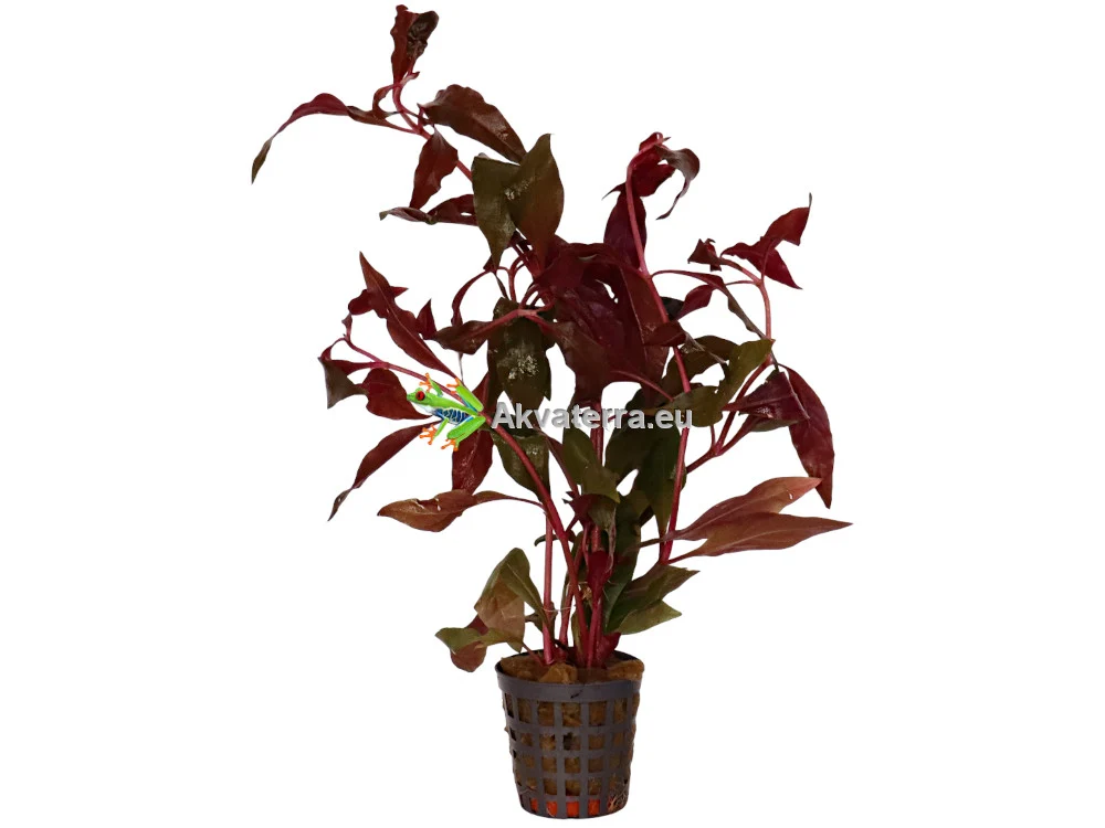Alternanthera cardinalis – Papukaijalehti