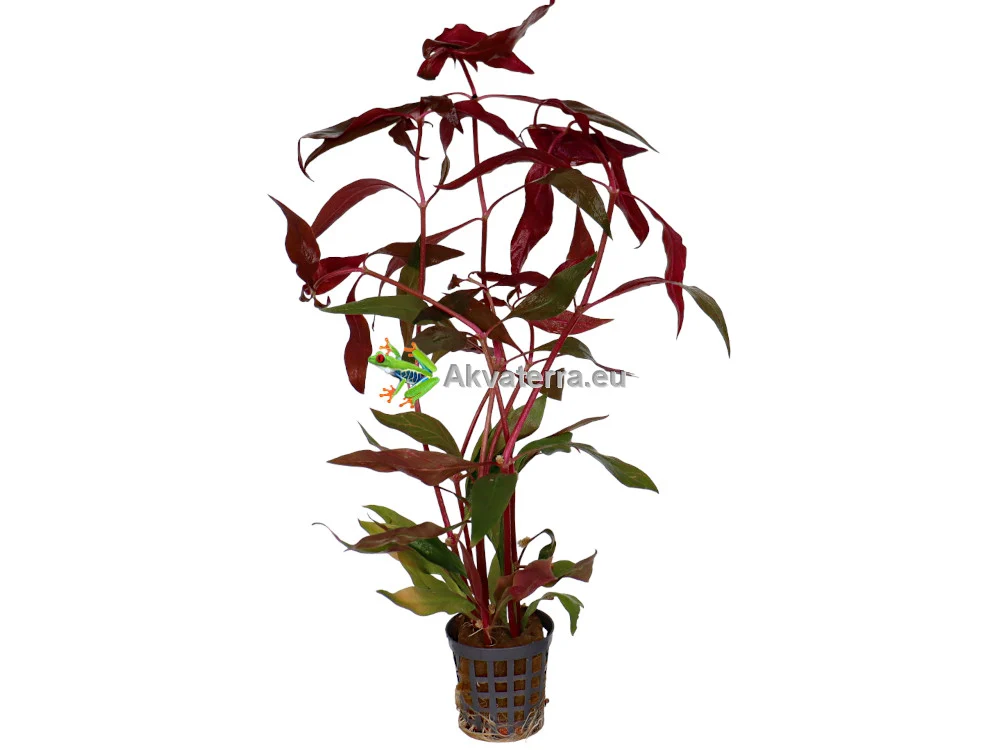 Alternanthera cardinalis “Variegata” – Papukaijalehti