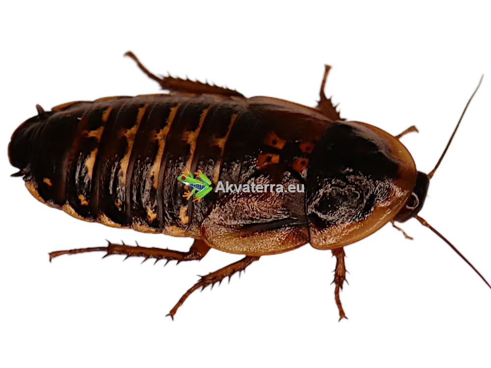Argentiinan torakka (Blaptica dubia) 50g - Image 2