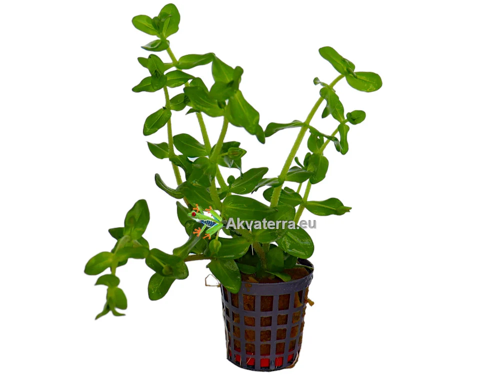 Bacopa amplexicaulis – Rasvalehti - Image 2