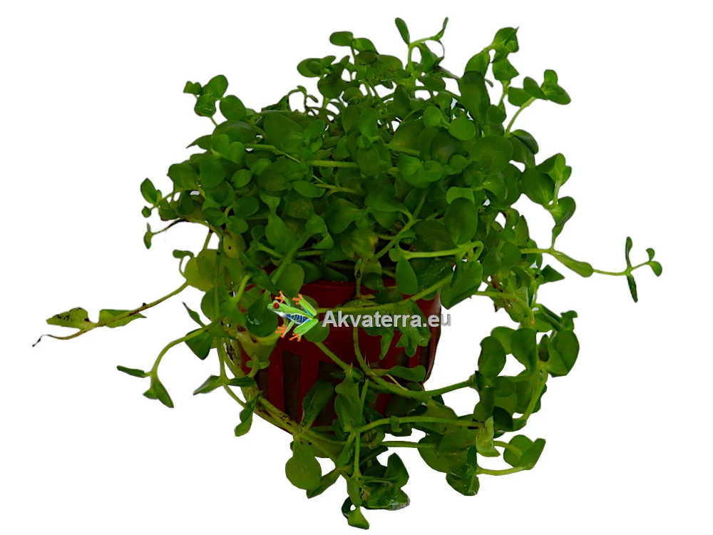 Bacopa australis – Rasvalehti