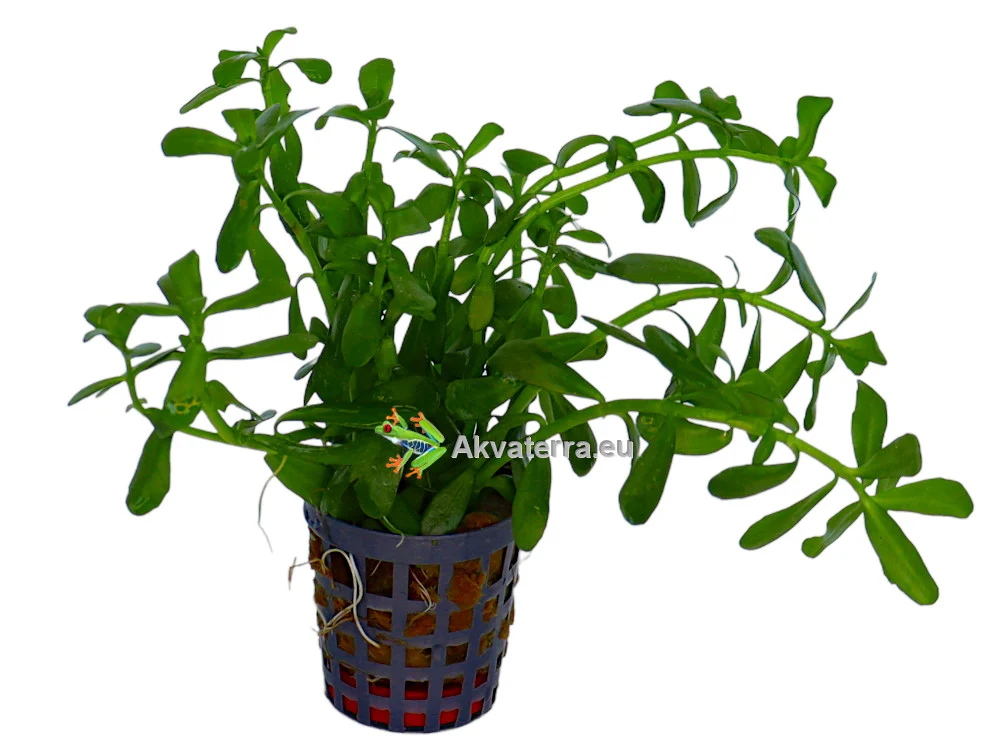 Bacopa monnieri “Compacta” – Rasvalehti
