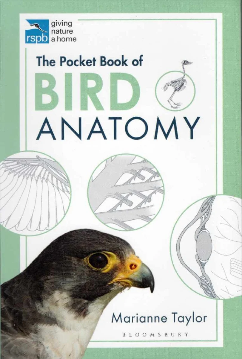 Bird Anatomy – Taylor, M. 2020