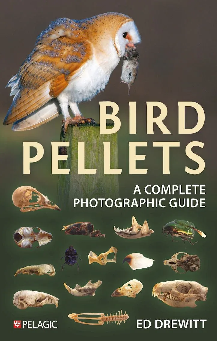 Bird pellets, complete photographic guide – Drewitt 2024