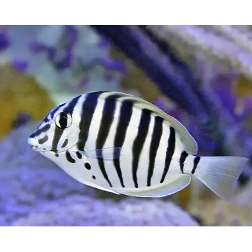 Black-barred Surgeonfish (Acanthurus polyzona)