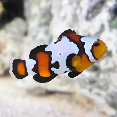 Black ice clownfish (Amphiprion ocellaris)