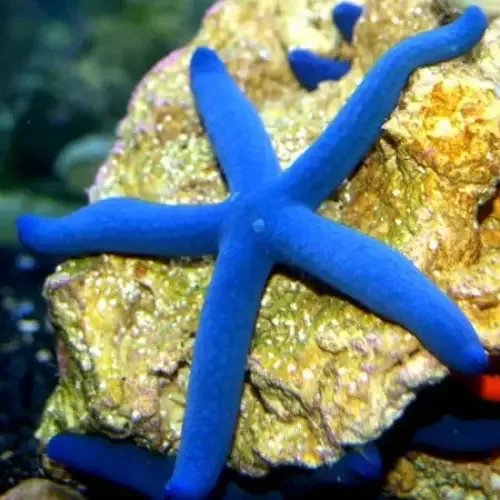 Blue Starfish (Linckia laevigata) (M)