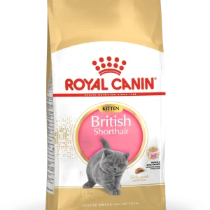 British Shorthair Kitten kuivaruoka kissalle 2kg