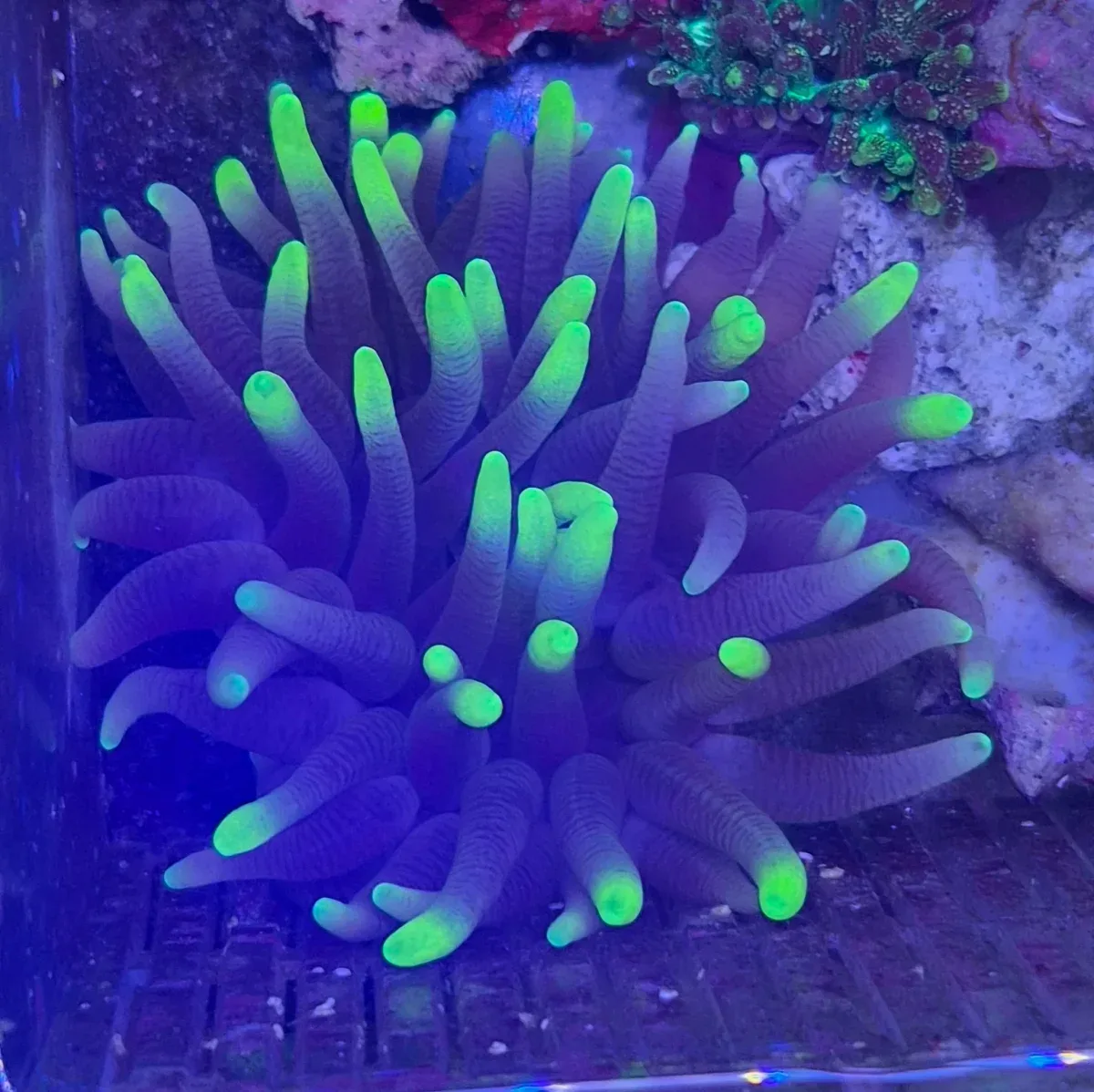 Bubble-tip anemone (Entacmaea quadricolor)