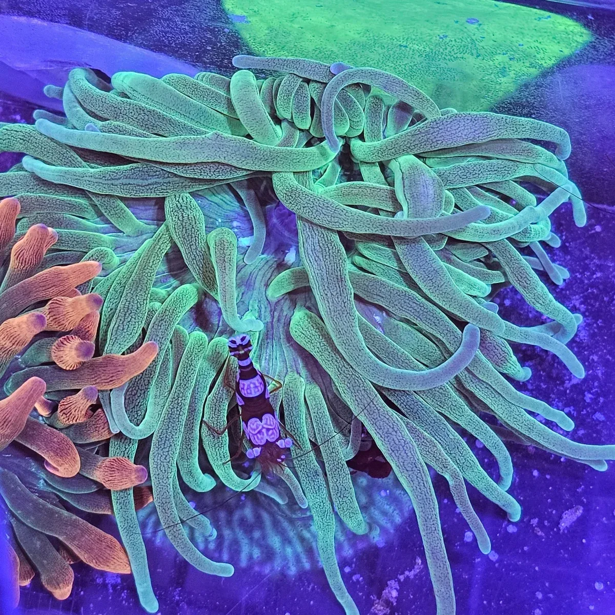 Bubble-tip anemone Green (Entacmaea quadricolor)