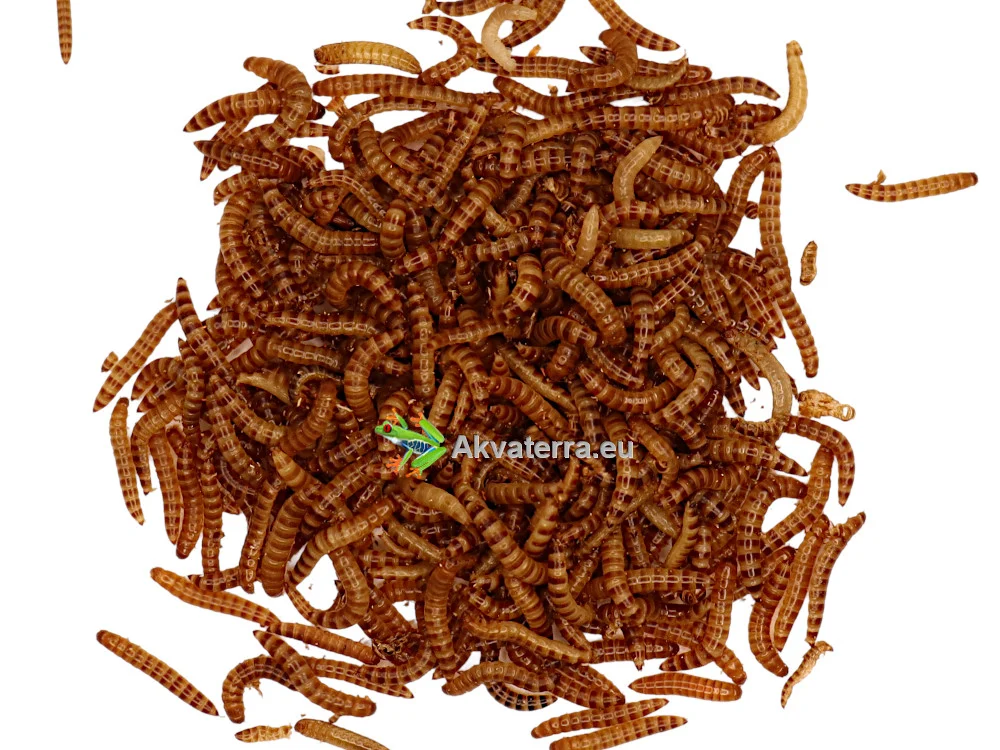 Buffalomato (Alphitobius diaperinus) 50ml